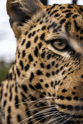 Leopard eye 
