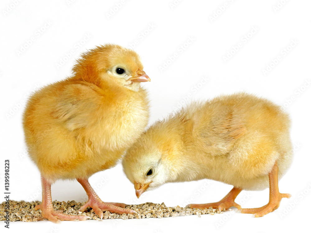 Fototapeta premium Two few day old chicks feeding grain, against white background