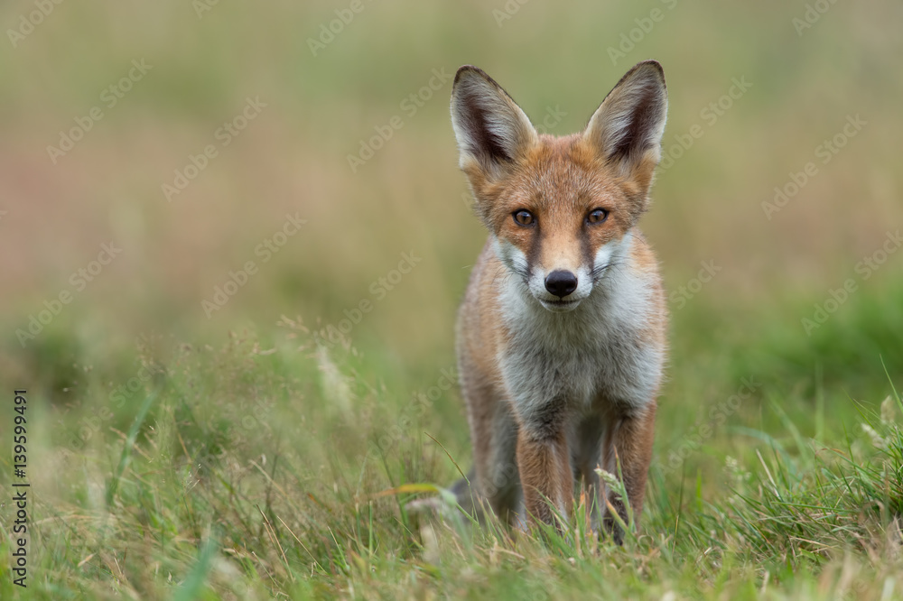 Red Fox (Vulpes vulpes)/Red Fox in summer meadow Red Fox (Vulpes vulpes)/Red Fox in summer meadow