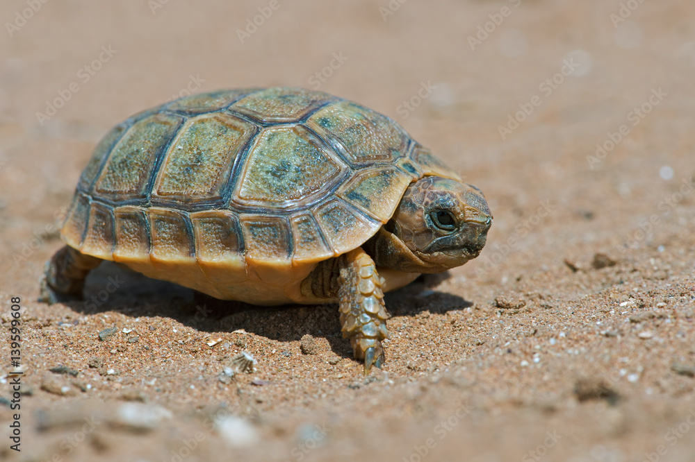 Spur-thighed Tortoise (Testudo graeca)/Tiny Spur-thighed Tortoise in Moroccan desert