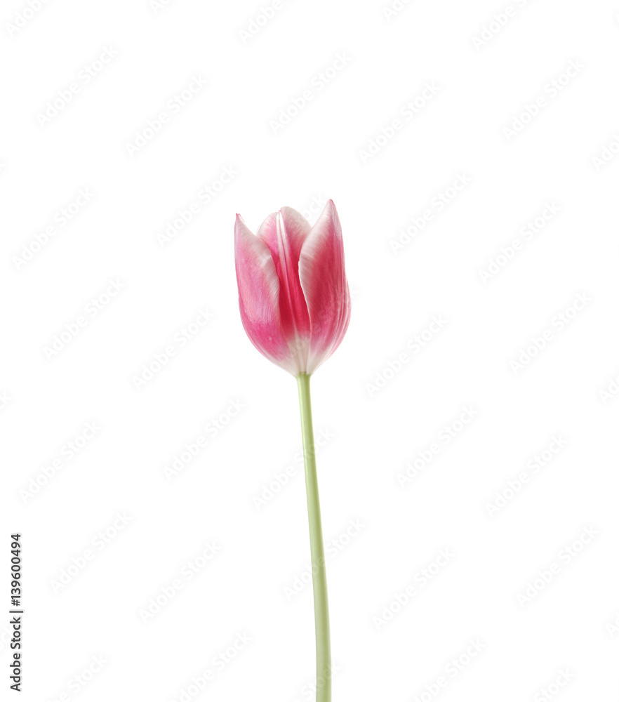 Pink tulip isolated on a white background Pink tulip isolated on a white background