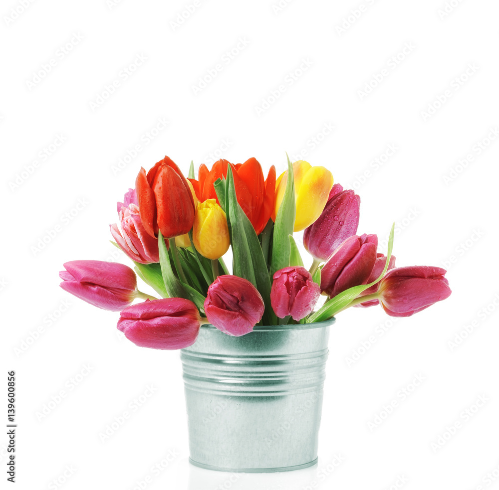 Tulips in flowerpot. Isolated on white background Tulips in flowerpot. Isolated on white background