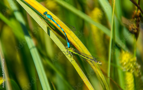 odonata,libellule,isere,france photo