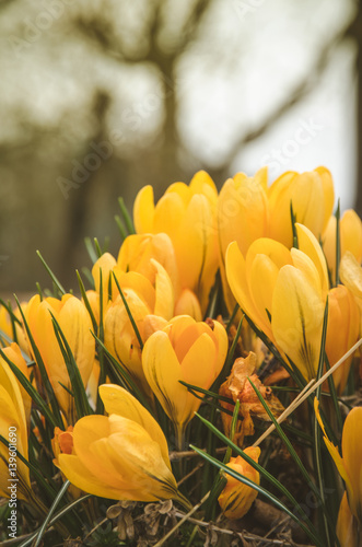 Fototapeta Naklejka Na Ścianę i Meble -  yellow crocus flower