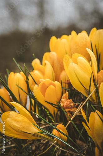 Fototapeta Naklejka Na Ścianę i Meble -  yellow crocus flower