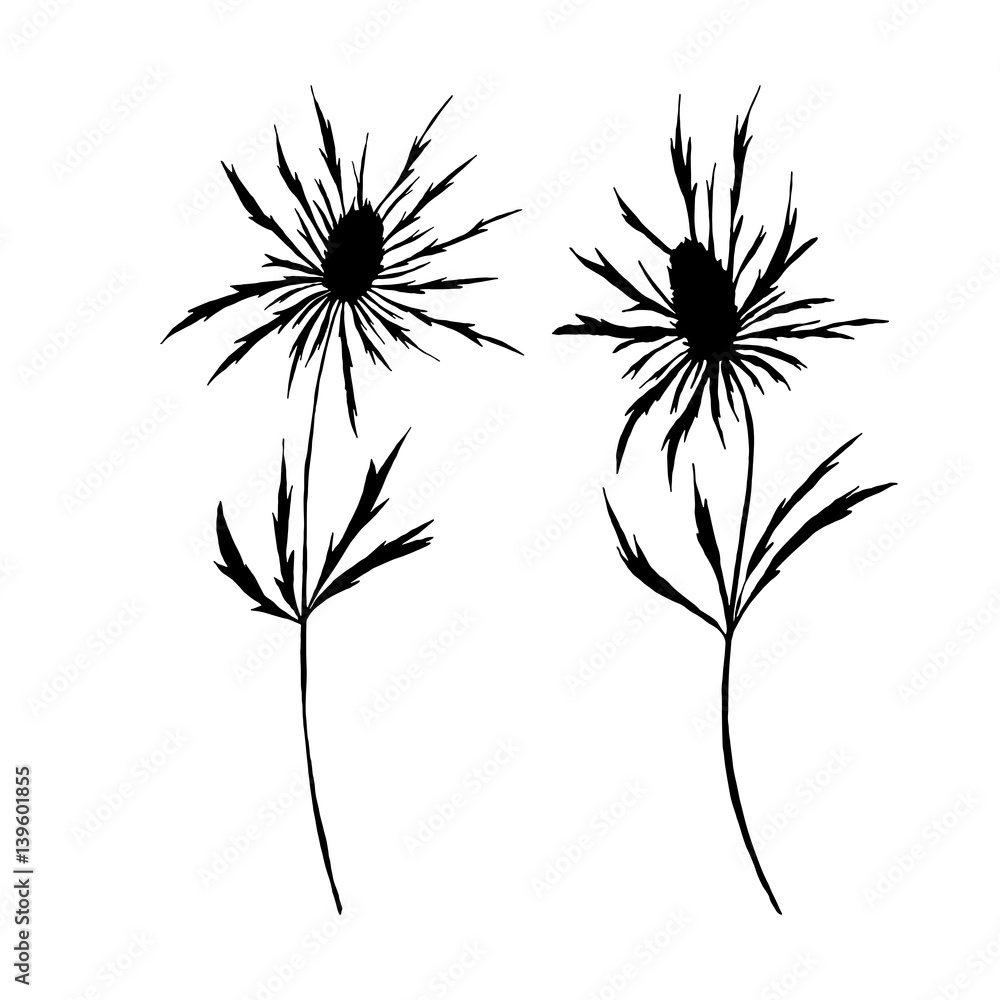 Fototapeta premium Botanical vector illustration with wild meadow plants thistle flowers.