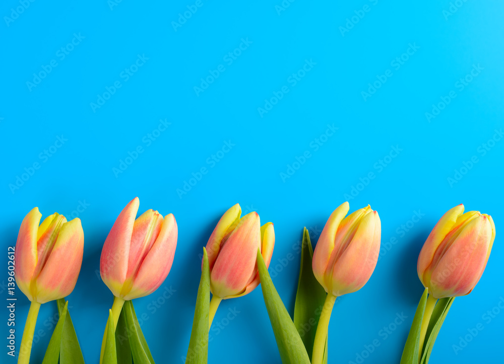 Pink tulips on a blue background Pink tulips on a blue background