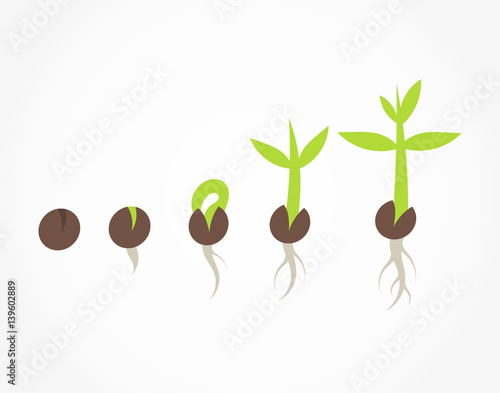 Plant seed germination stages