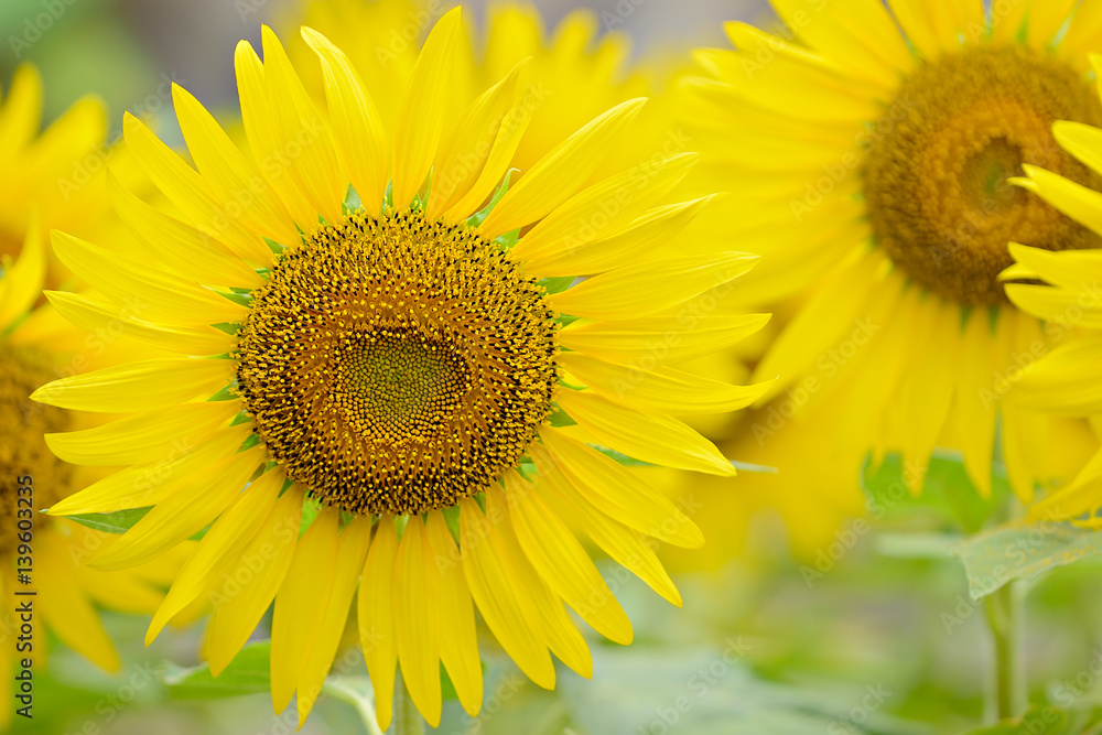 Closeup sun flower in the golden on summer day.