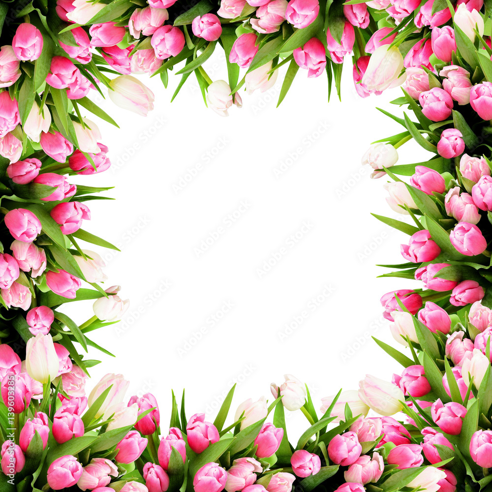 Pink tulip flowers frame