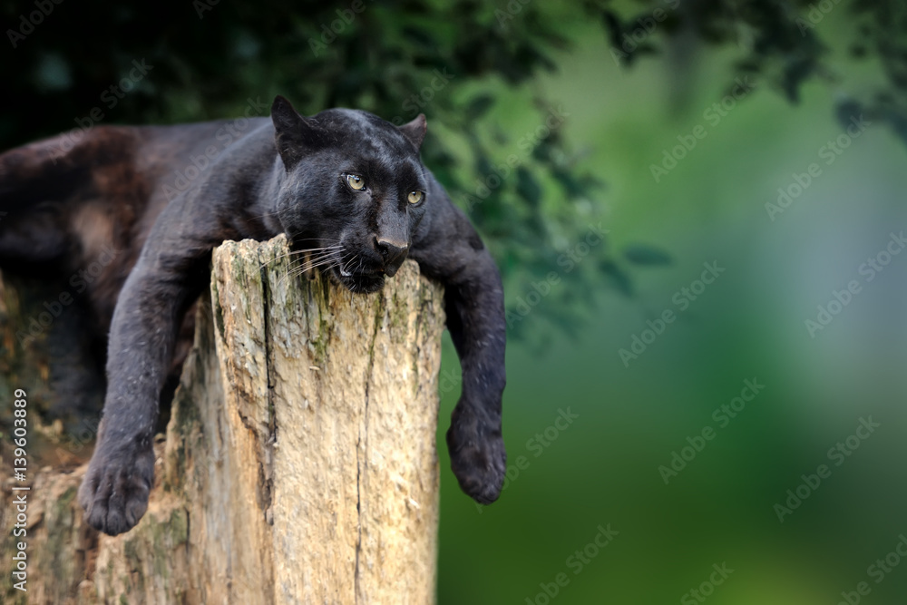 Obraz premium Black leopard on nature background