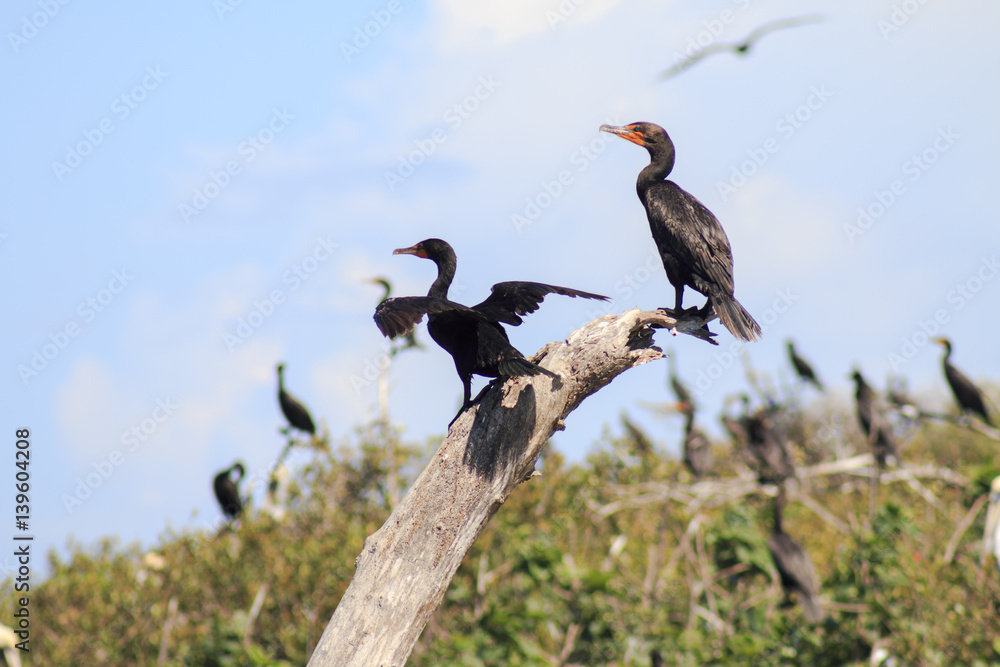 Fototapeta premium aves