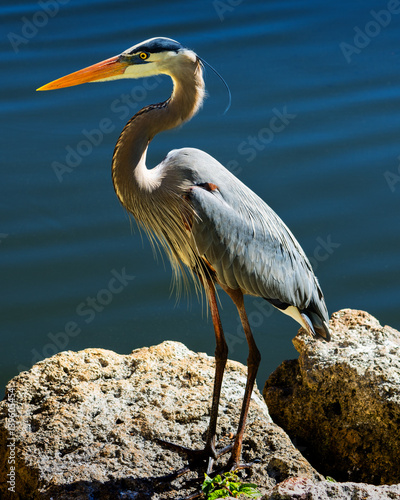 Εκτύπωση καμβά Blue Heron on a Rock