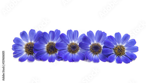 blue cineraria isolated photo