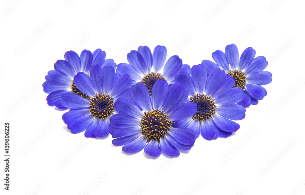 blue cineraria isolated blue cineraria isolated