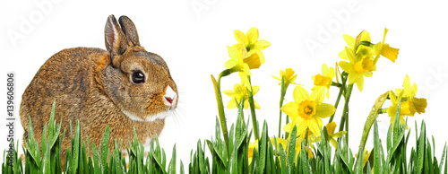 little cute rabbit and spring flowers © Vera Kuttelvaserova