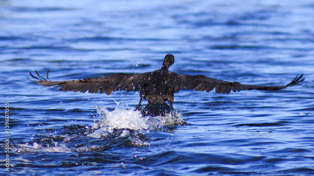 Fototapeta premium ave