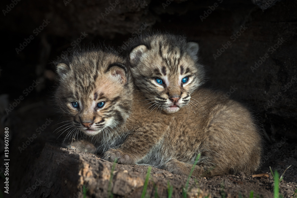 Fototapeta premium Bobcat Kitten (Lynx rufus) Head Over Sibling
