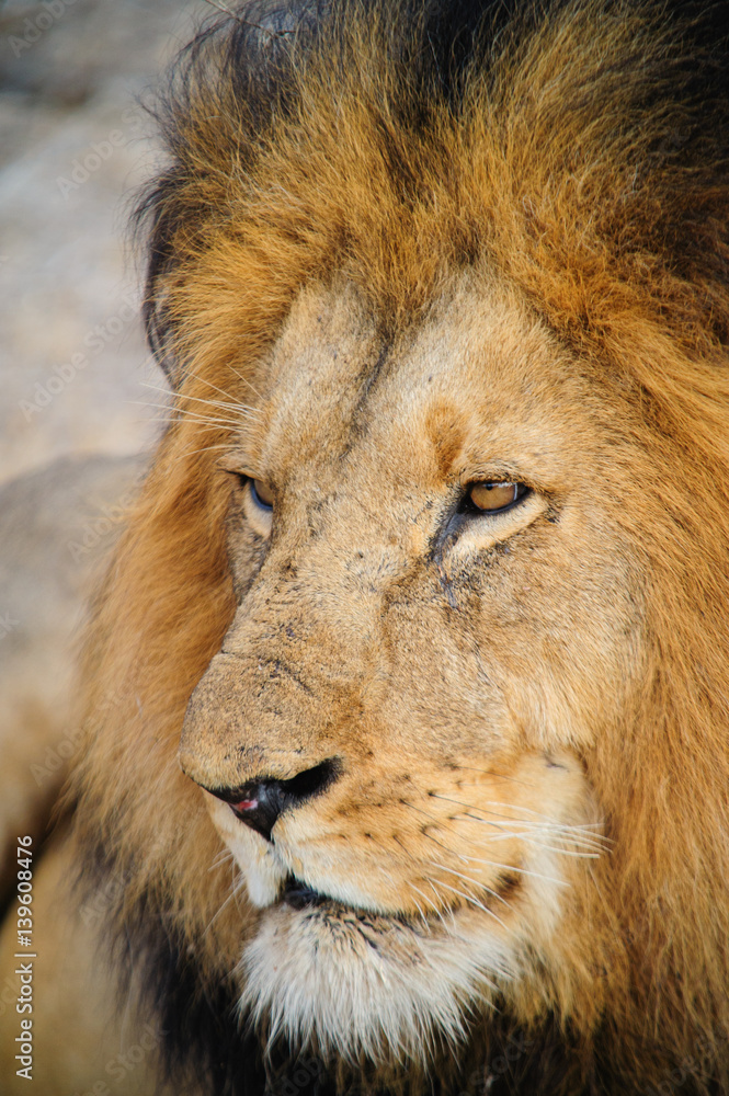 Fototapeta premium South Africa lion closeup