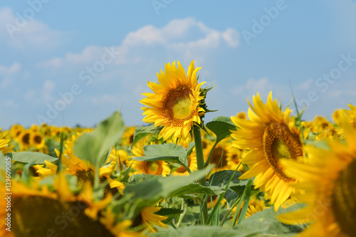 One towering above the other tall sunflower - Helianthus annuus  or Sunflower oil  lat. Helianthus annuus  with sky background