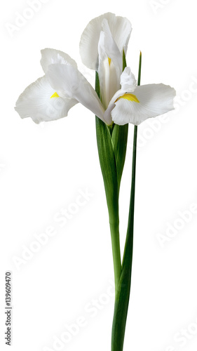 Fototapeta Naklejka Na Ścianę i Meble -  Iridaceae white flower