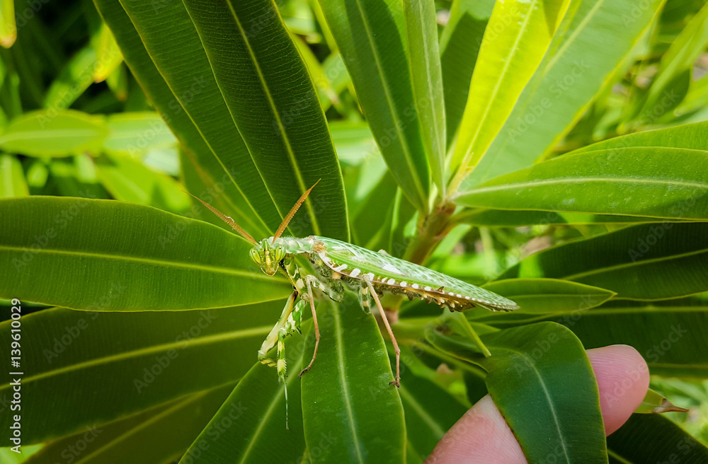 Blepharopsis mendica - Thistle Mantis or Devil’s Flower Mantis