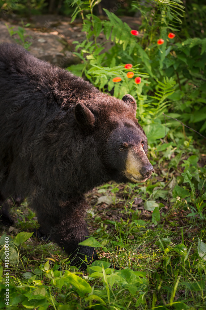 Fototapeta premium Adult Female Black Bear (Ursus americanus) Walks Past