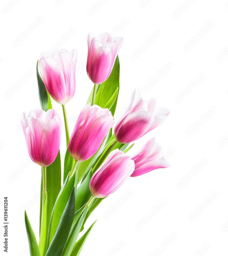 Fototapeta premium Pink Tulip Flowers Isolated