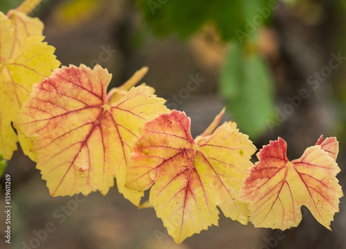 Red and yellow leaves in the fall vineyard