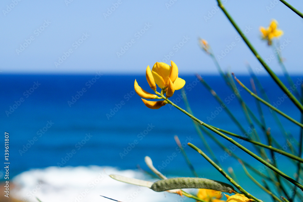 Żółty kwiatek na tle morza - obrazy, fototapety, plakaty 