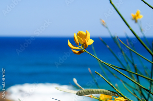 Żółty kwiatek na tle morza