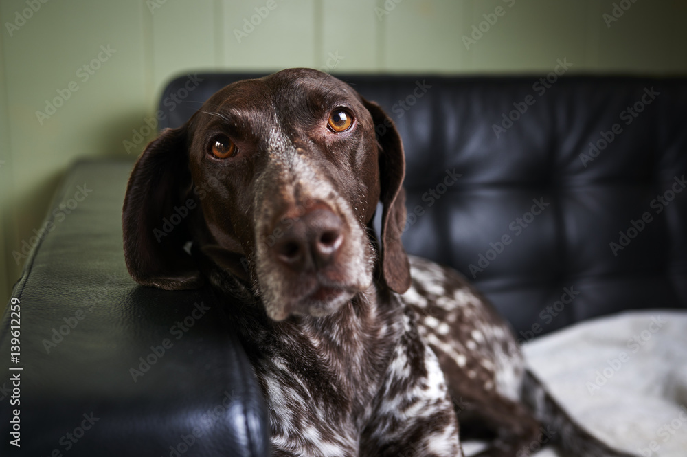 a cute dog resting on a couch