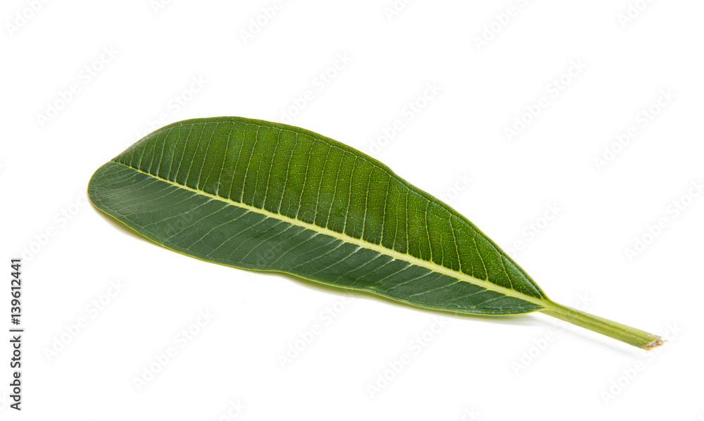 Obraz premium Green plumeria leaf isolated