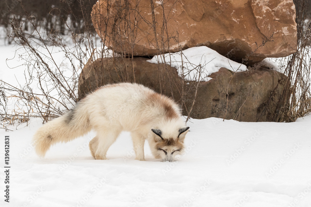Fototapeta premium Red Marble Fox (Vulpes vulpes) Sniffs in Snow