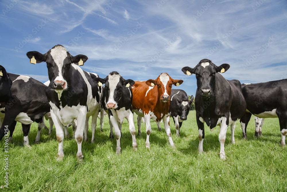 Holstein Friesian Rinder auf der Weide, Nahaufnahme Holstein Friesian Rinder auf der Weide, Nahaufnahme