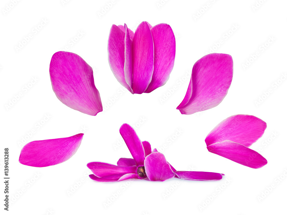 Fototapeta premium set of delicate flower petals isolated on white background