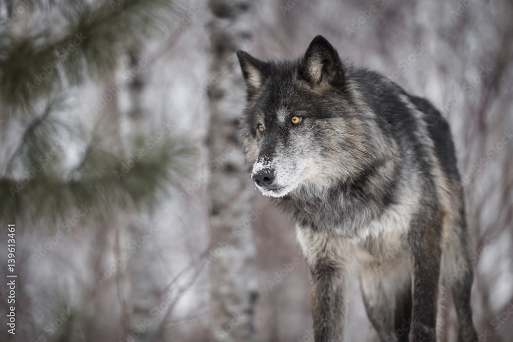 Fototapeta premium Black Phase Grey Wolf (Canis lupus) Peers Out Intently