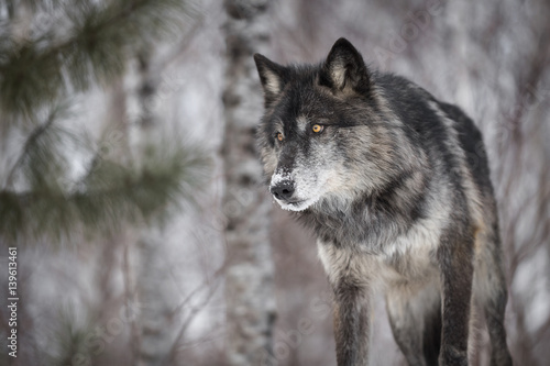 Black Phase Grey Wolf (Canis lupus) Peers Out Intently © geoffkuchera