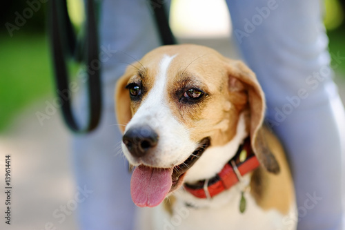 Close up photo of Beagle dog in the summer park