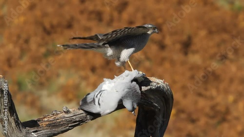 Adult female of Eurasian sparrowhawk hunting a dove . Accipiter nisus
