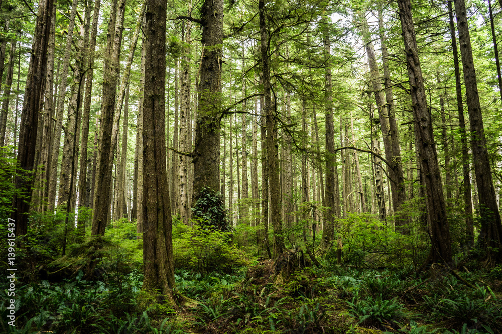 Fototapeta premium Forest in Ozette at Olympic National Park