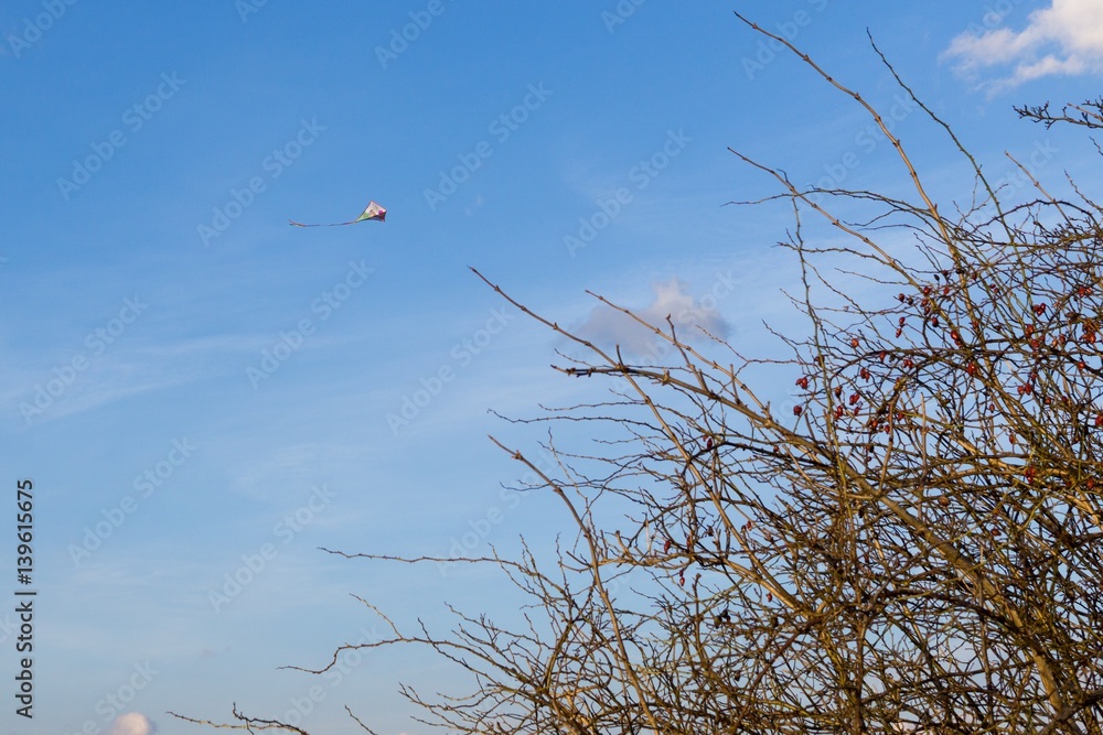 Flying kite behind the rosehip tree. Slovakia Flying kite behind the rosehip tree. Slovakia