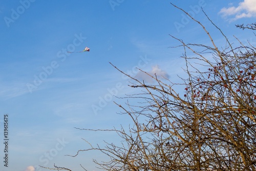 Flying kite behind the rosehip tree. Slovakia photo