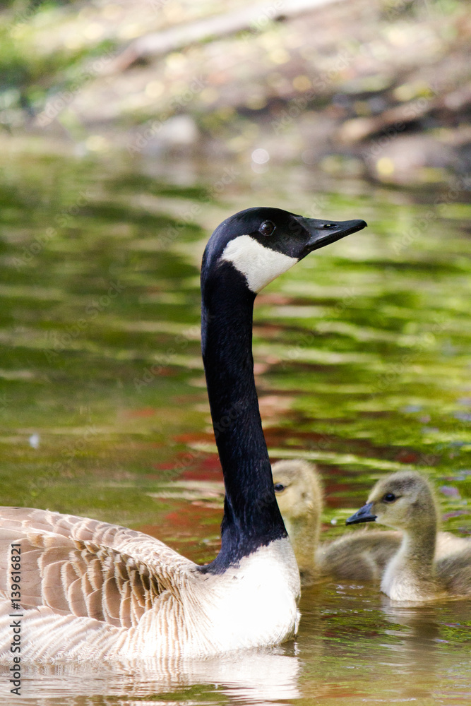 Obraz premium bernache du Canada