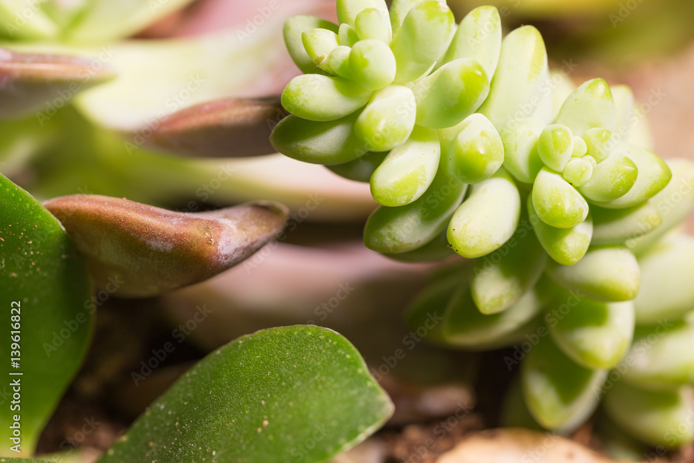 Succulents with a macro view Succulents with a macro view