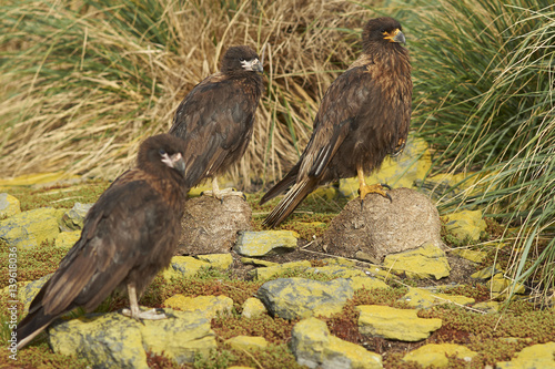 Group of Striated Caracara (Phalcoboenus australis) standing on the cliffs on Bleaker Island in the Falkland Islands.