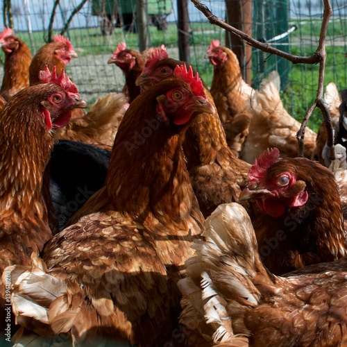 hens in their pen