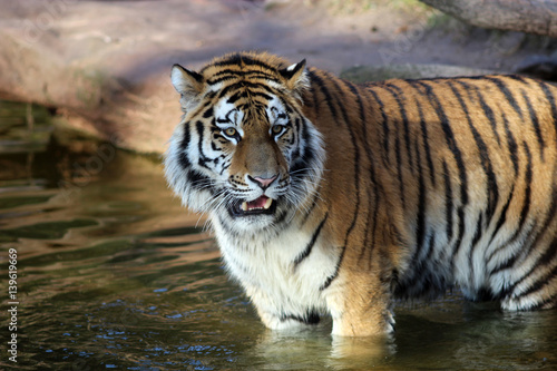 Roaring Sibirian Tiger, standing in water photo
