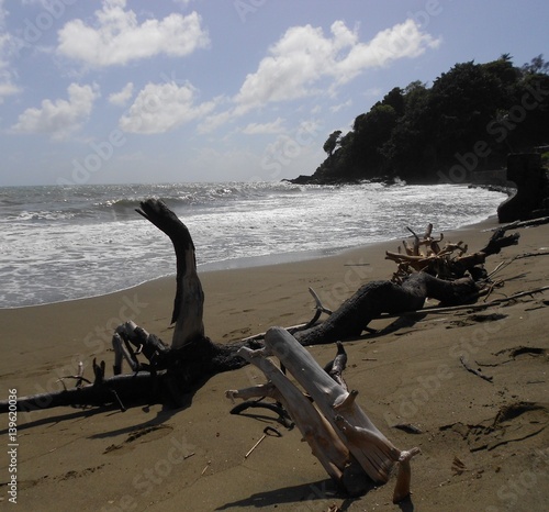 Logs on the Beach,  Caribbean