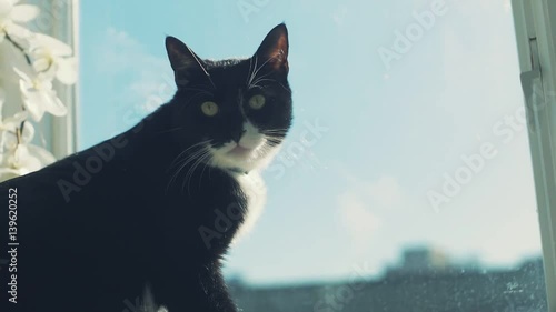 Cat looking thru the window and turning to camera in slowmotion photo